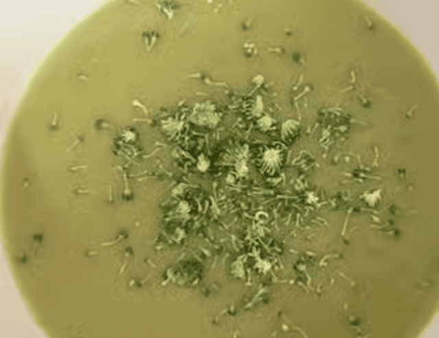 Green soup with broccoli garnish